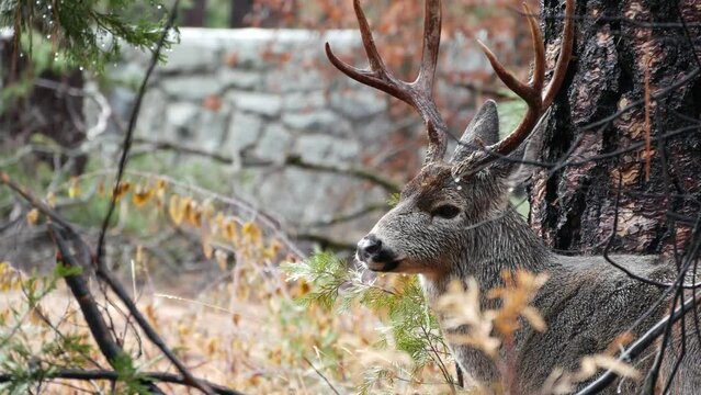Wild deer with antlers or horns portrait by tree, animal in Yosemite valley forest, California wildlife fauna, USA. Buck face or stag head, big eyes. Wilderness or woodland. Cervus in natural habitat.