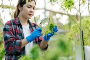 Selective focus, Magnifying glass on hand, Farmer Asian woman checking hemp with in a cannabis farm. Business cannabis farm for pharmaceutical industry.