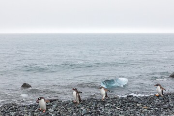 Four penguins on the beach