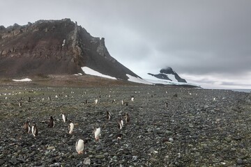 Penguins on a rocky beach