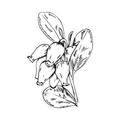 Vector illustration of black line bearberry branch with flowers isolated on white background
