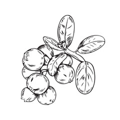 Vector black line illustration of bearberry branch withe berries isolated on white background