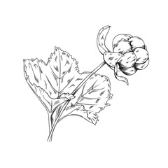 Vector illustration of cloudberry branch with leaf isolated on white background