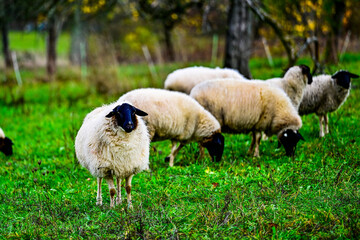 Schafe auf der Wiese