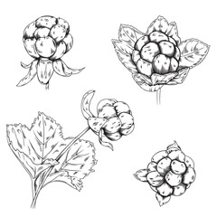 Vector set of black line hand drawn cloudberries isolated on white background