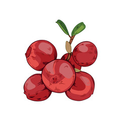 Vector colorful illustration of bearberries isolated on white background