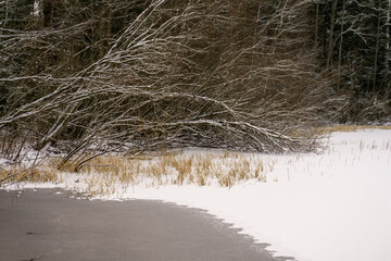 Trees in the snow and a frozen lake