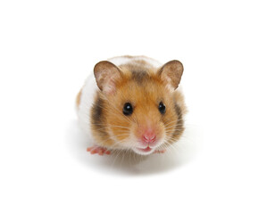Funny looks hamster isolated on a white