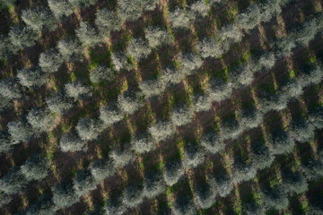 Plantation of olive trees top view. Italian olives aerial view. Olive tree gardens top view. Large plantations of olive trees aerial view.