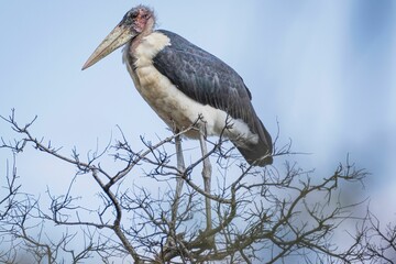 Closeup of a marabou stork, Leptoptilos crumenifer on the leafless tree branches.