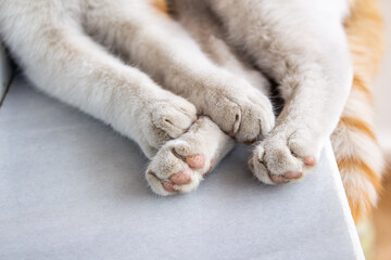 Fototapeta na wymiar Cat paws. White cat sleeping.