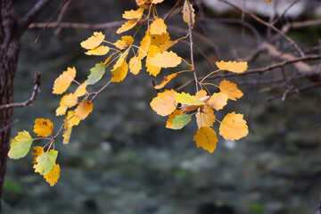 Fototapeta na wymiar Colorful autumn leaves by the river. Selective focus.