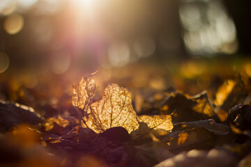dry fallen maple leaf shot from close up with a texture through which warm sunlight shines through,...