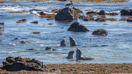 Sea elephants playing and fighting in the pacific ocean on the california coast, with tidewaters on...