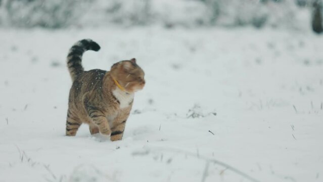 cat walks in the winter on the street when it snows
