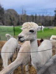 A day with llamas