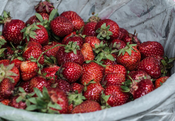 A fragrant fresh strawberry from the city market.