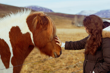 touching a wild pony horse in a countryside in iceland