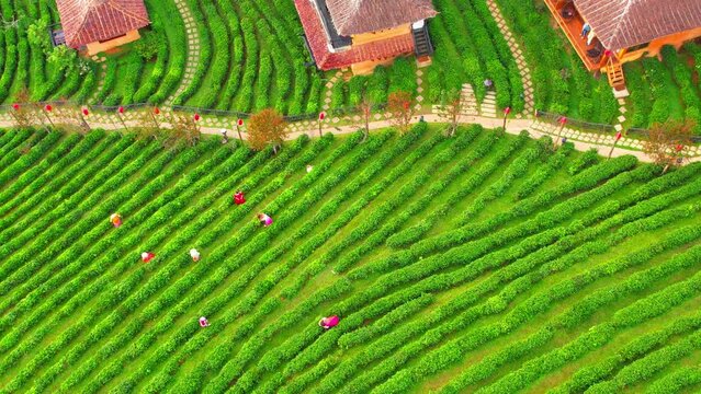 Drones fly over tea plantations and Chinese villages in Thailand. &ldquo;Ban Rak Thai&rdquo; A Chinese Village In Thailand, Beautiful Tranquil Village in Mae Hong Son, Thailand. Famous tourist attractions.
