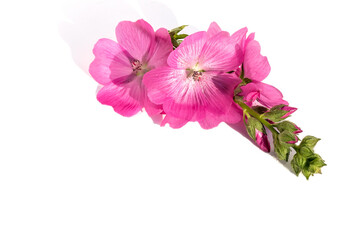 Pink blooming inflorescences of perennial sidalcea on a white isolated background.