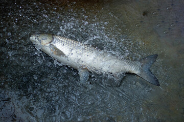 The grass carp is a fish of large, turbid rivers and associated floodplain lakes