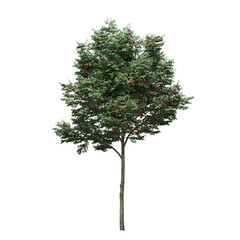 big tree, isolate on a transparent background, 3d illustration
