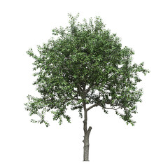 Obraz premium big tree, isolate on a transparent background, 3d illustration