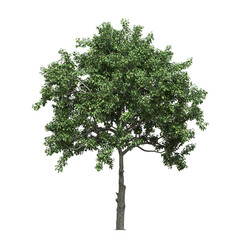 Obraz premium big tree, isolate on a transparent background, 3d illustration