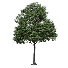 Obraz premium big tree, isolate on a transparent background, 3d illustration