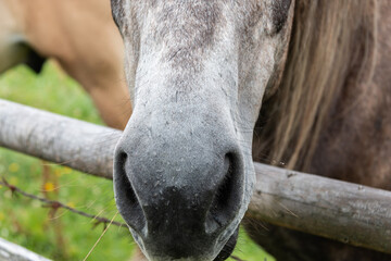 Horse muzzle close up. Horse in the meadow.