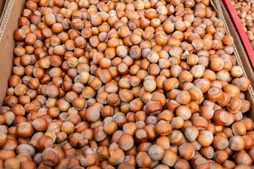Hazelnuts in cardboard boxes at the farmers market. Sale of hazelnuts. Forest hazelnut.