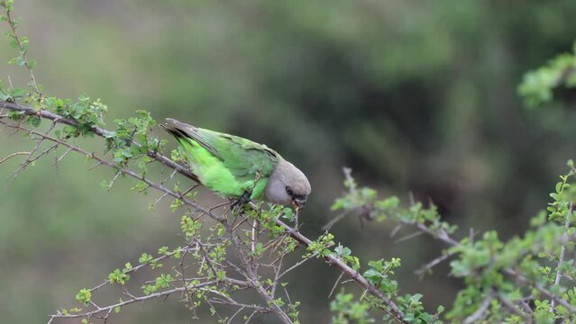 Brown headed parrot feeding on seeds