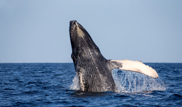 Jumping humpback whale (Megaptera novaeangliae). Mexico. Sea of Cortez. California Peninsula.