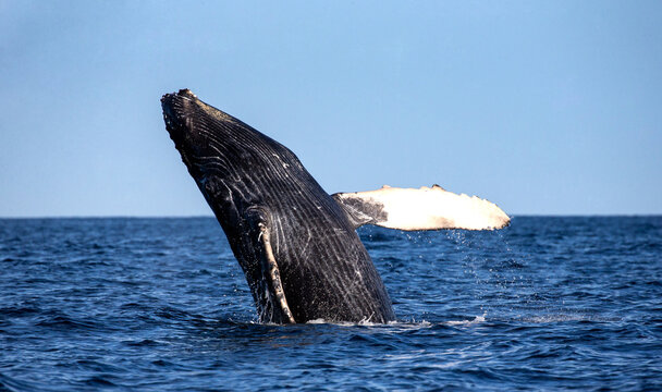 Jumping humpback whale (Megaptera novaeangliae). Mexico. Sea of Cortez. California Peninsula.