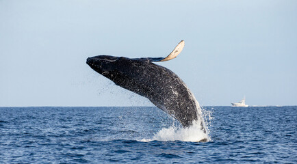 Jumping humpback whale (Megaptera novaeangliae). Mexico. Sea of Cortez. California Peninsula.