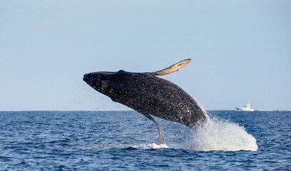 Fototapeta premium Jumping humpback whale (Megaptera novaeangliae). Mexico. Sea of Cortez. California Peninsula.