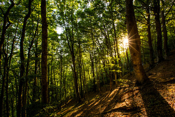 Obraz premium Sunset in Collsacabra forests, La Garrotxa, Girona, Spain