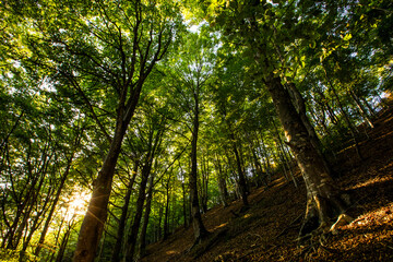 Sunset in Collsacabra forests, La Garrotxa, Girona, Spain