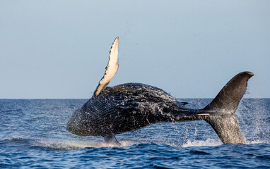 Jumping humpback whale (Megaptera novaeangliae). Mexico. Sea of Cortez. California Peninsula.