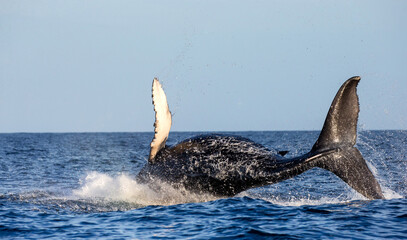 Obraz premium Jumping humpback whale (Megaptera novaeangliae). Mexico. Sea of Cortez. California Peninsula.