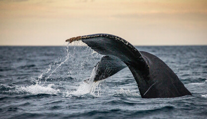 Fototapeta premium Tail of the humpback whale (Megaptera novaeangliae). Mexico. Sea of Cortez. California Peninsula.