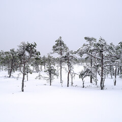 Trees in a landscape covered in snow, wintertime