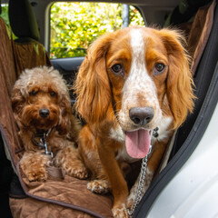 Cute dogs in car seat relaxing on camping trip. High quality dog photos.