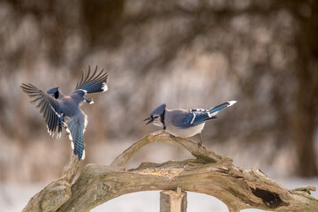 blue jay perched on a branch