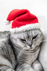 Christmas cat in a red santa hat sits on a white background. Pets, Christmas stories with pets.