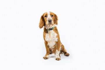 Cute dogs playing with toys on a white background. High quality dog photos modelling on a white background.