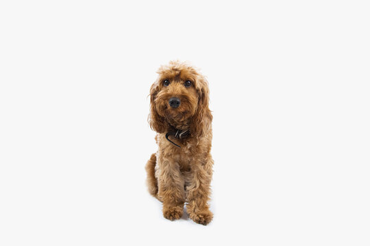 Cute dogs playing with toys on a white background. High quality dog photos modelling on a white background.