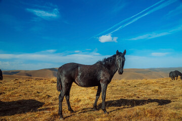 A black horse grazing in the foothills of Mount Elbrus. Kabardino-Balkaria, Russia. A herd of horses grazes peacefully in a mountain valley