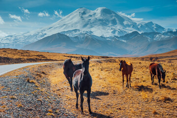 Horses grazing in the foothills of Mount Elbrus. Kabardino-Balkaria, Russia. A herd of horses grazes peacefully in a mountain valley