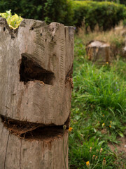 The mocking smile of a tree in the mountains